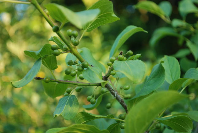 buckthorn berries green 6.JPG